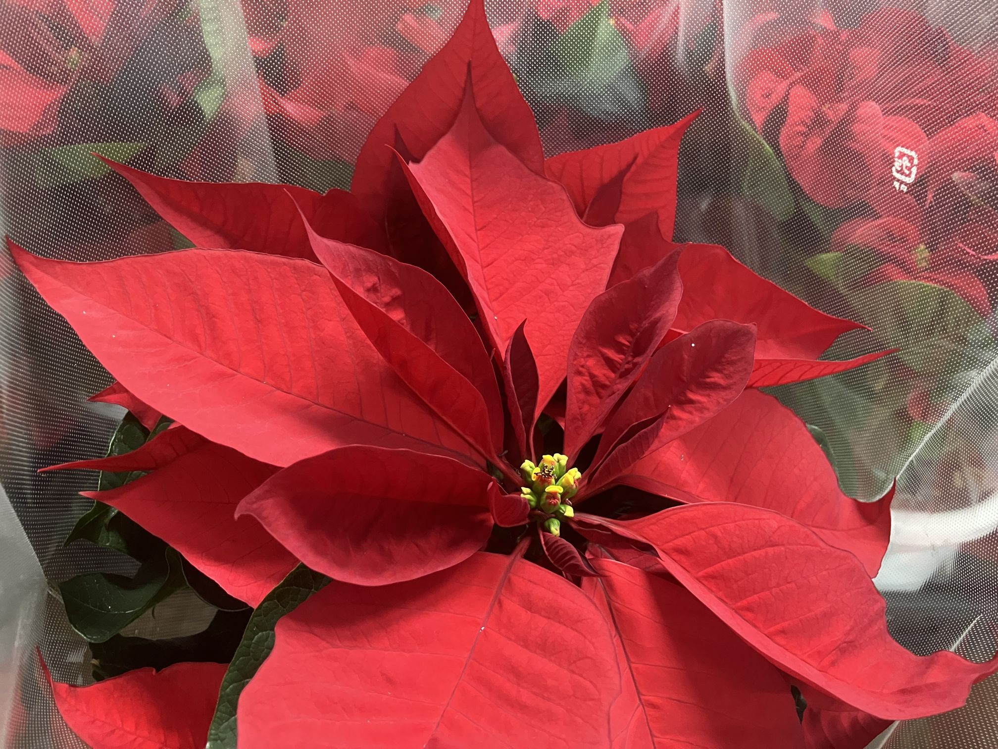 12月の来場者様へ。ポインセチアをプレゼント。